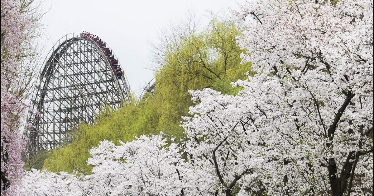 Gyeonggi do. Эверленд Корея. Сеул Южная Корея Сакура. Фотообои на рабочий стол Сеул Эверленд. Everland.